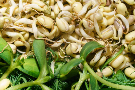 Close-up picture of green sprouted seeds of pea, bean, mung, sunseedの写真素材