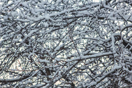 Tree under the snow in winter, bottom view