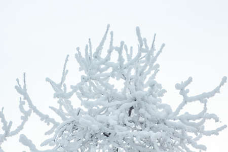 Image of tree under the snow in winter, bottom viewの写真素材