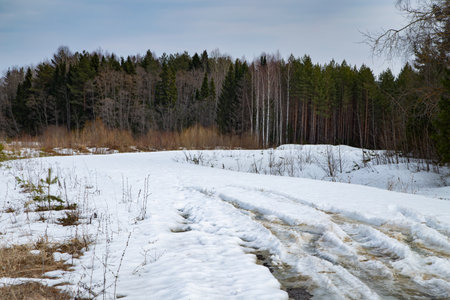 Shot of melted white snow in the forest in a sunny early spring dayの写真素材