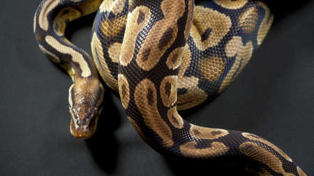 Photo of royal ball python on black table