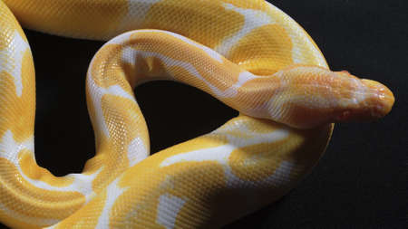 Photo of small albino ball royal phyton on dark textureの写真素材