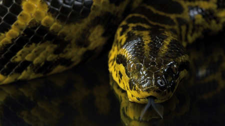 Photo of looking at camera yellow boa anacondaの写真素材