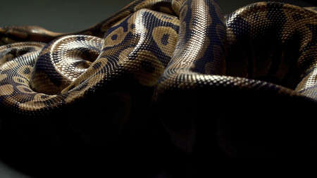 Photo of royal python on dark texture