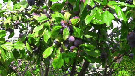 Footage of ripen plums hanging on the treeの写真素材