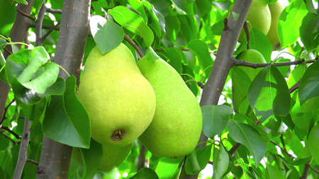 Shooting of ripen pears hanging on the tree in summer dayの写真素材