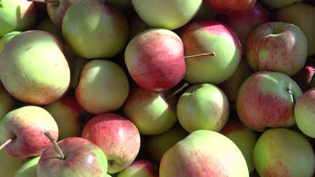 Shooting of fresh apples harvest in the sunny dayの写真素材