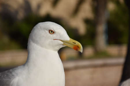 Seagull on the watchの写真素材