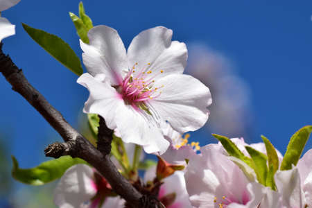 Almond blossoms in the sunの写真素材