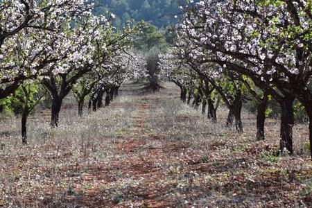 A field with almond treesの写真素材