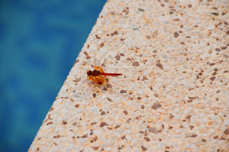 A dragonfly at the edge of the swimming poolの写真素材
