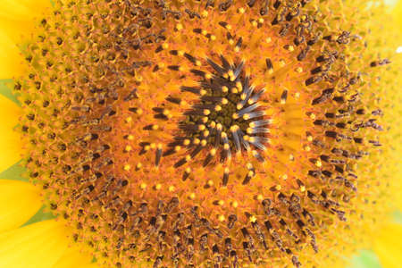 The center of a sunflowerの写真素材