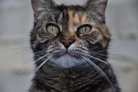 A catの写真素材