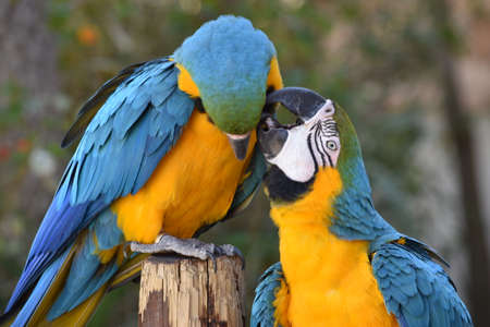 Two macaw parrotsの写真素材