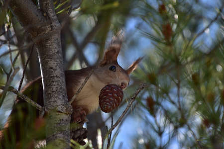 A squirrelの写真素材