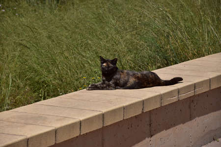 A stray catの写真素材