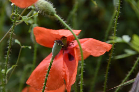 a poppyの写真素材