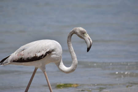 A young flamingoの写真素材