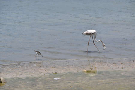 two birdsの写真素材