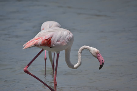 A flamingoの写真素材