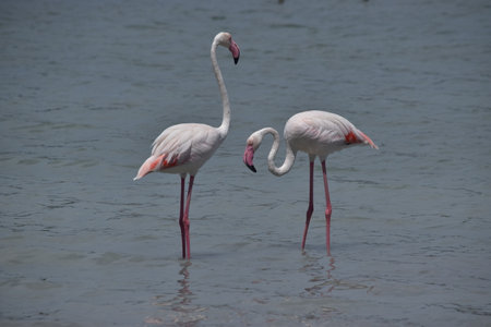 Two flamingosの写真素材