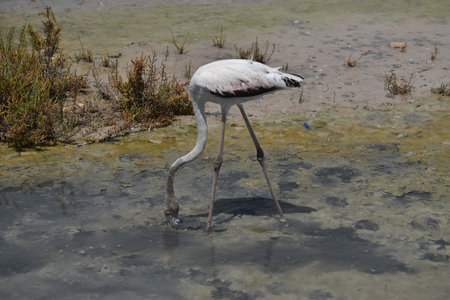 Yoiung flamingo looking for foodの写真素材