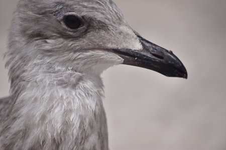 A birdの写真素材