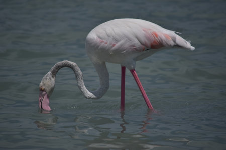 A flamingoの写真素材