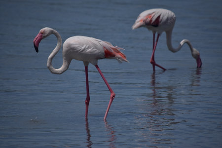 Two flamingos in the waterの写真素材
