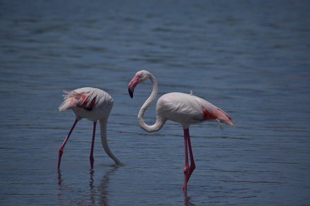 Two flamingosの写真素材