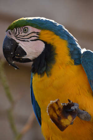 A macaw birdの写真素材