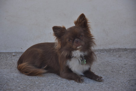 Chihuahua dog sitting on the floor with white wall backgroundの写真素材