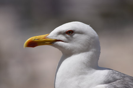Portrait of a seagull on the beach, close-upの写真素材