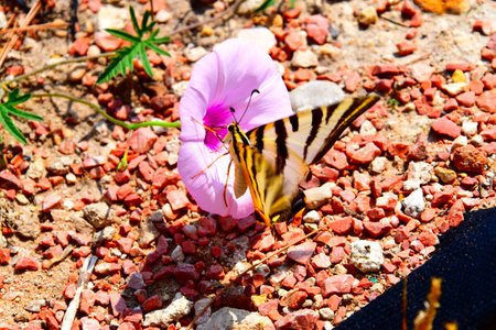 Butterfly on a flower in a garden. Close up.の写真素材