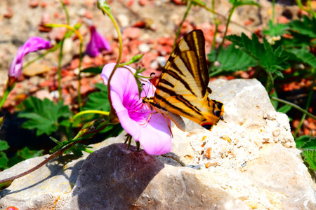 Butterfly on a pink flower in the garden, Thailand.の写真素材