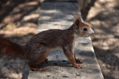 Red squirrel standing on a wooden walkway in the park in autumnの写真素材
