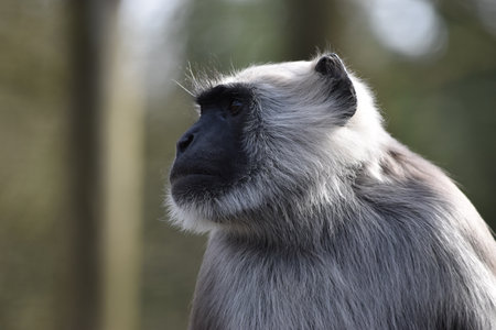 Gray langur (Trachypithecus obscurus) portraitの写真素材