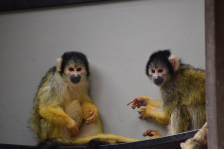 Squirrel monkey, Saimiri sciureus in a cageの写真素材