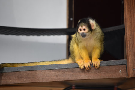 Squirrel monkey sitting on a wooden bench.の写真素材