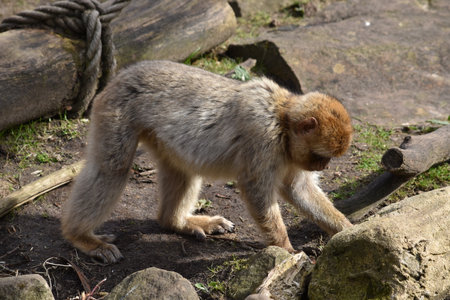 Barbary macaque, Macaca fascicularis, single mammalの写真素材