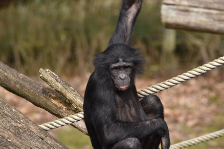 Chimpanzee sitting on a tree.の写真素材