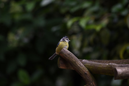 Blue Tit, single bird on branchの写真素材