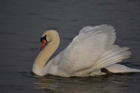 swan on blue lake water in sunny day, swans on pond, nature seriesの写真素材