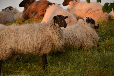 Sheep grazing in the meadow at sunset, close-upの写真素材