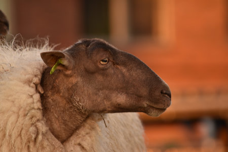 Sheep in the farm, closeup of head and neck.の写真素材