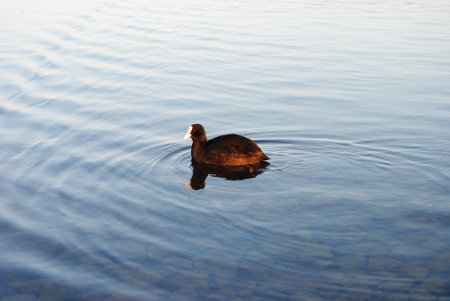 A black coot swims in the lake in the evening.の写真素材