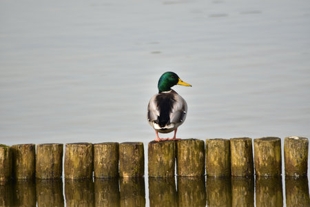 Mallard duck standing on a wooden fence in a lake.の写真素材