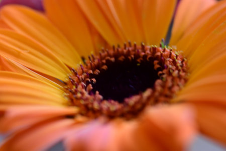 Orange gerbera flower close-up macro photography with shallow depth of fieldの写真素材