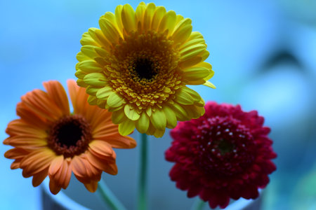 Gerbera flowers in a vase on a background of blue skyの写真素材