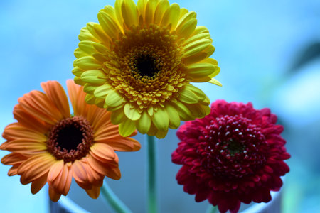 Beautiful gerbera flowers on blue background, close-upの写真素材